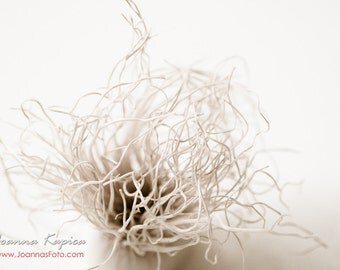 Kitchen art, botanical print of root of leek, sepia print, 7x5" (18x13cm)