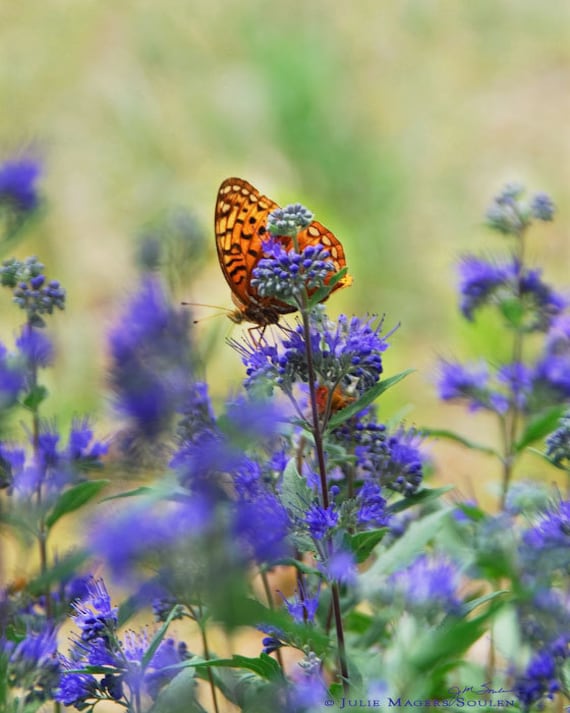 Butterfly Flower Photography -Butterfly Art -Purple and Orange -Country Home Decor -Gifts for Her -5x7 Colorado Fine Art Photograph