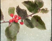 Christmas Wall Decor, Holiday Photography Print, 8x8 TTV Nature Photograph, Red Berries