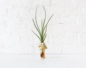 Alice is a Garden Flower - Antique German Bisque Headless Doll Air Plant Garden