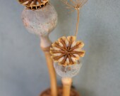 Champagne Poppy Pods