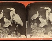 Beautiful and Rare 1870s Taxidermy Bird Display / Native Florida Water Birds