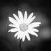 Black and White Photography - flower photo print monochromatic daisy floral nature botanical monochrome wall art - 8x8 Photograph