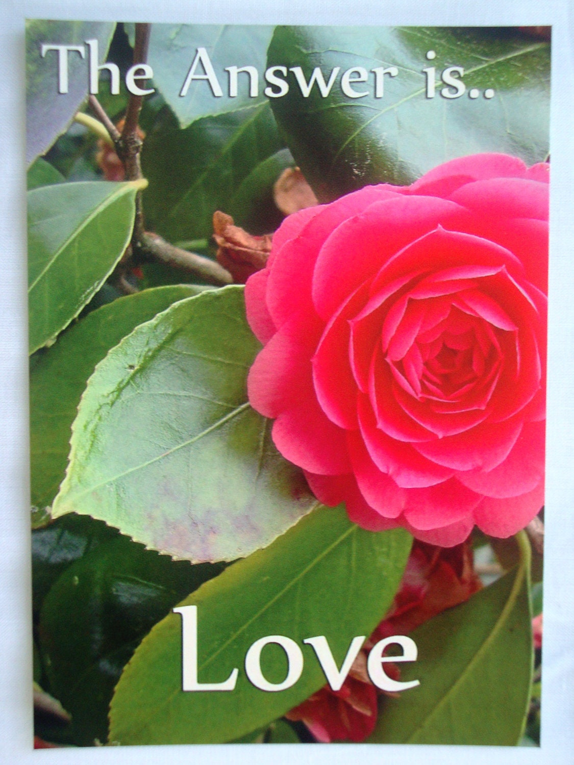 Nature Photo Inspirational Quote - 4x6 Fine Art Photography Postcard, Pink Rose The Answer is Love