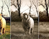 Sheep, Wool, Lamb, Fleece, Farm Photography, 3 Color Choices, 5x7 Print, 'Wool'
