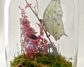 Butterfly Terrarium Kit, Glass Display with Real Butterfly, Home Decor, Specimen Collection