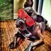 Larry The Dog