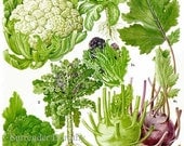 Broccoli Cauliflower Kohlrobi Calabrese Plant Flowers Food Chart Vegetable Botanical Lithograph Illustration For Your Vintage Kitchen 159
