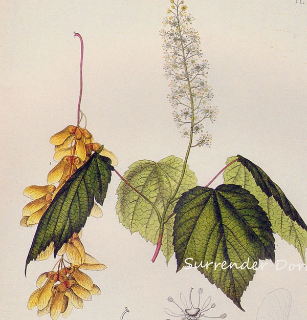 Mountain Maple Tree Acer Spiccatum Prestele Vintage Poster Print Botanical Lithograph To Frame 197