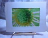 Art Card Original Photograph Neon Prairie Flower