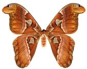 Atlas Moth Vinyl Decal 3 inch wide
