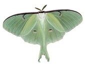 Luna Moth Vinyl Decal 3 inch wide