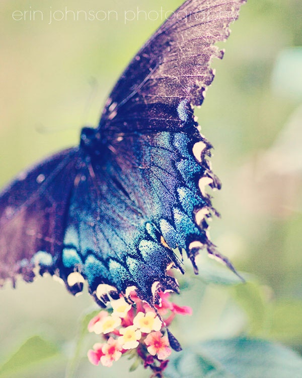 sapphire decor butterfly photography blue decor nature photography butterfly nursery art Butterfly Wings 8x10