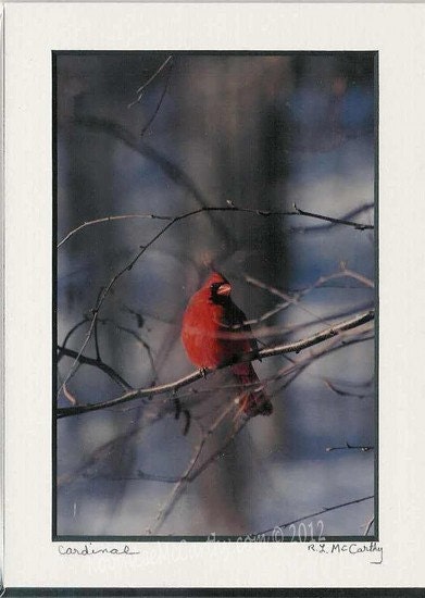 499 5x7 Matted  Cardinal  Signed Photography Photograph Print right Winter Holiday Christmas