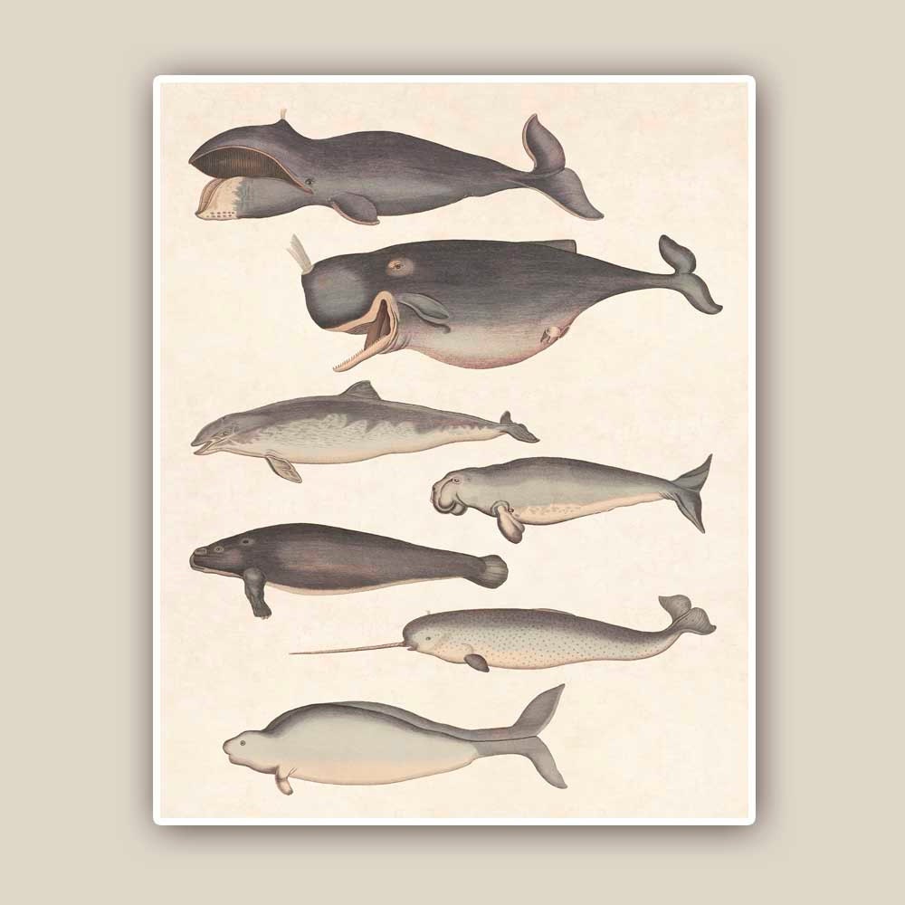 Marine Mammals Print, 10x8 Vintage illustrations,  Seashore art  Print, Coastal Living