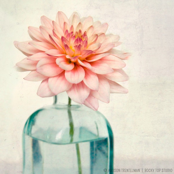5x5 Print Set, Floral Art, Flower Photos, Botanical Art, Still Life Art, Floral Photographs, Flower Art, Fine Art Photography Prints