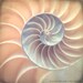 Nautilus Shell Art, Geometric Art Print, Sea Shell Art, Nature Wall Art Print, Fine Art Photography Nature Print, Golden Mean, Golden Ratio
