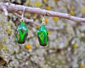 Floating Real Flower Beetle Earrings Green and Blue
