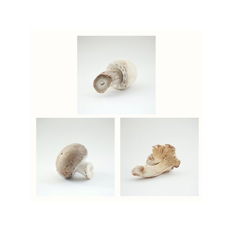 Food art - Food photography - Fine art photography - Home and kitchen decor - Edible mushrooms - a set of prints