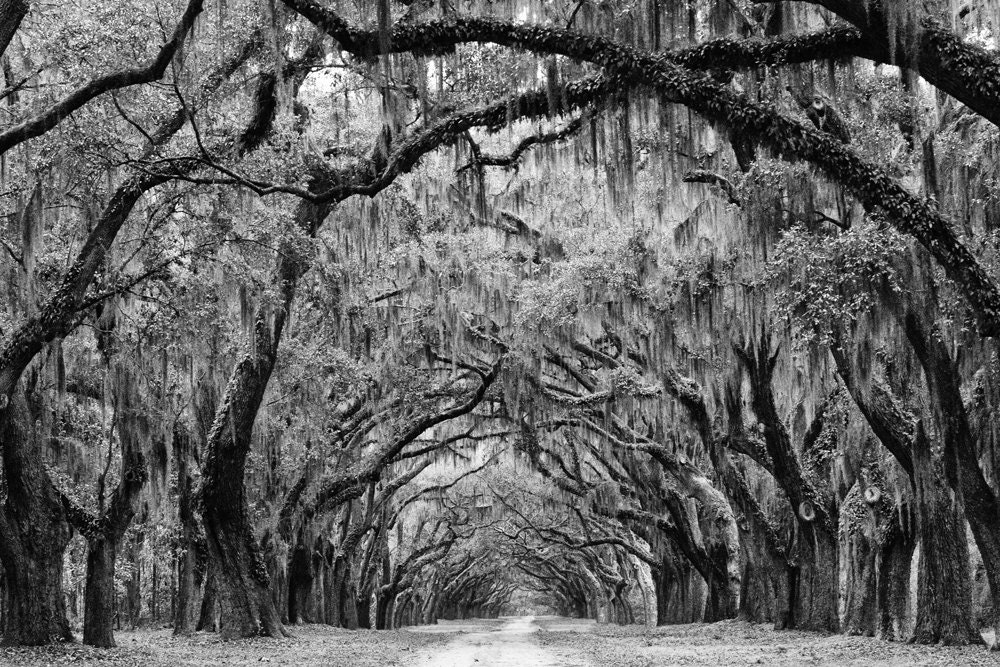 Avenue of the Oaks - Savannah Georgia - 8 x 12 inch Black and white photograph