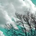 Nature Photograph, Tree Photography, Sky, Cottage Chic Home Decor, Aquamarine Decor - 11x14 inch Photo Print - "If You Listen"