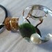 SALE Live Marimo Moss Ball Orb with Pearl Mini Terrarium Necklace