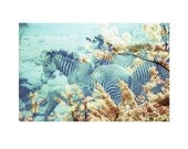 Zebras . Flora and Fauna Series . 8x10 Print