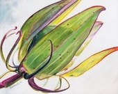 Passion Flower Pod ORIGINAL watercolor painting by Redstreake
