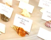 Assorted Natural shell/Seashell Place Card Holders - Set of 150