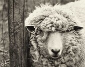 Nature photography monochrome print fine art sheep photo sepia wall art woolly sheep at rest - 5x7