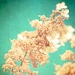 Floral prints home decor flower photography, wall art, photo collection, print set, nature photos spring garden botanical photos 4 8x8's