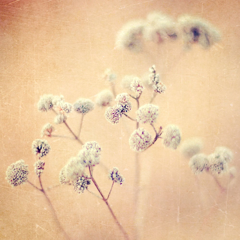 Floral prints home decor flower photography, wall art, photo collection, print set, nature photos spring garden botanical photos 4 8x8's