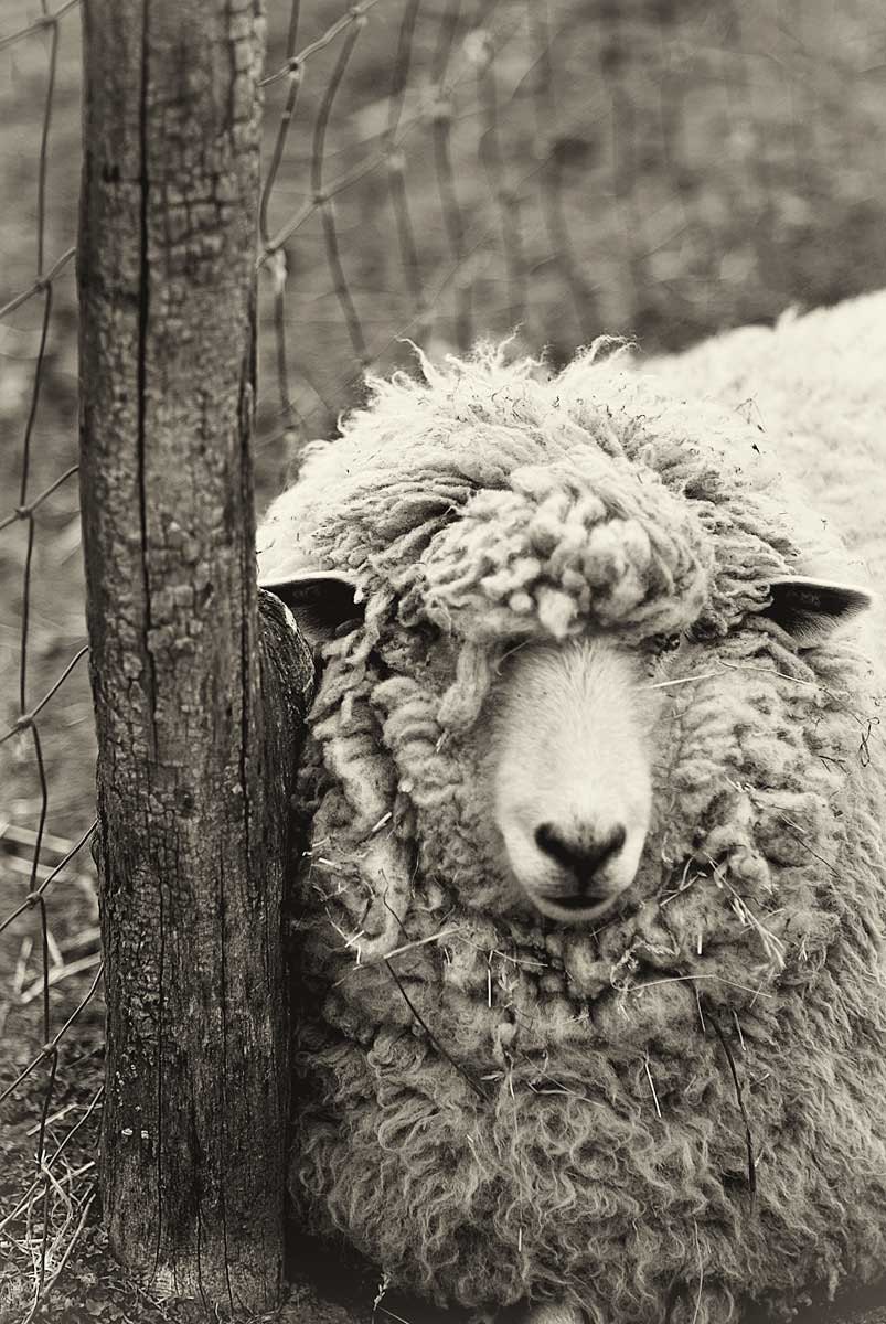 Nature photography monochrome print fine art sheep photo sepia wall art woolly sheep at rest - 5x7