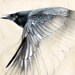 Raven Art Drawing Print Black and White