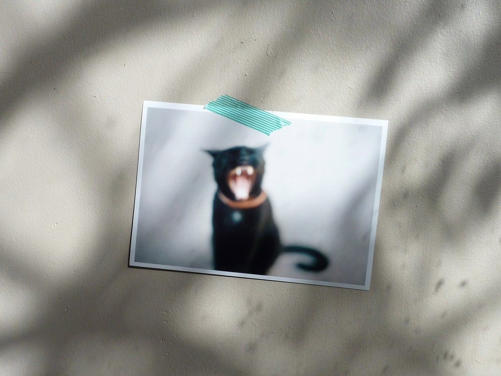 BLACK CAT // 8 x 12 PRINT