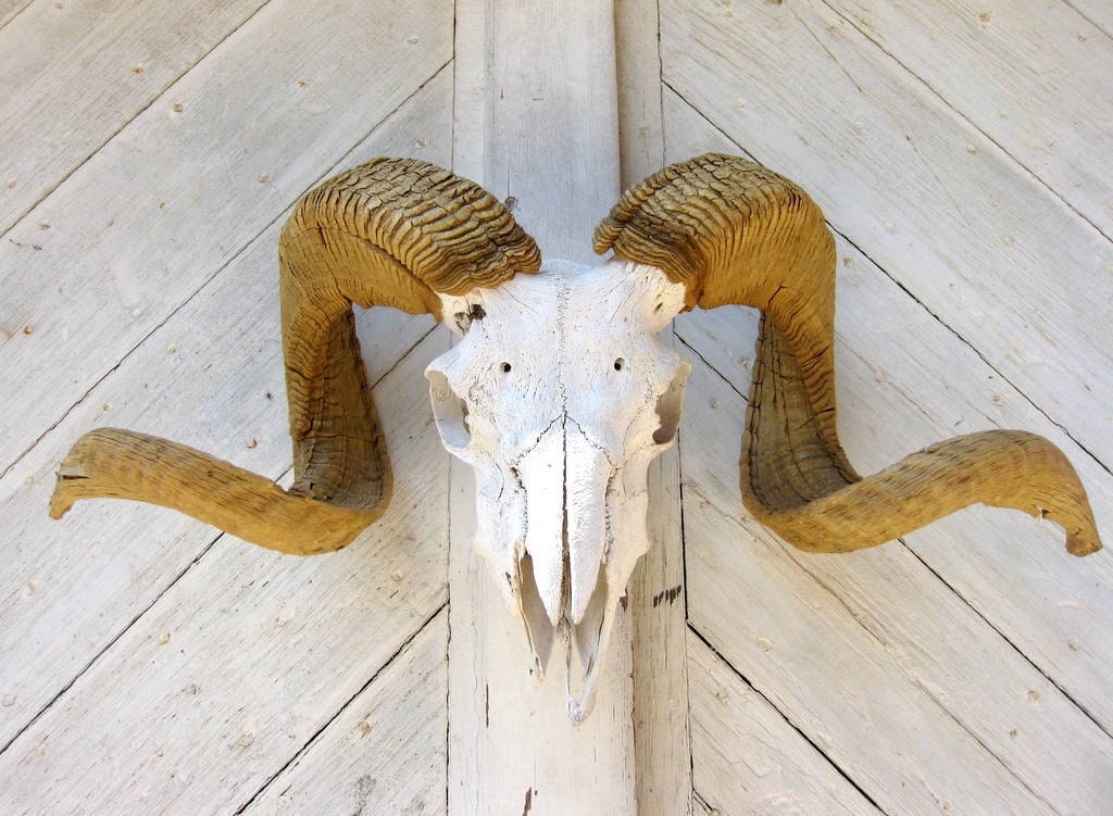 Bighorn Sheep Skull