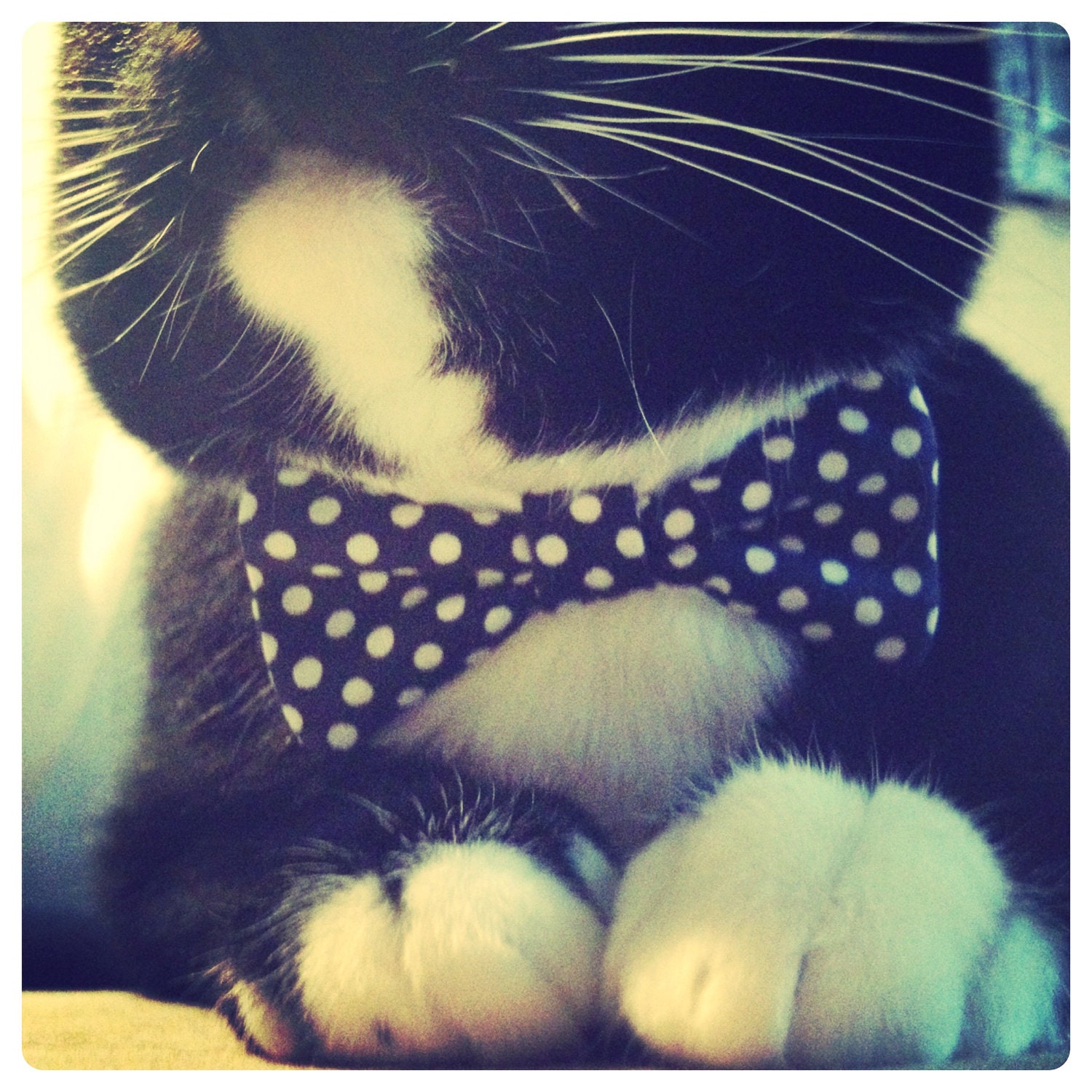 Bow Tie Cat Collar // Cat Formal Wear