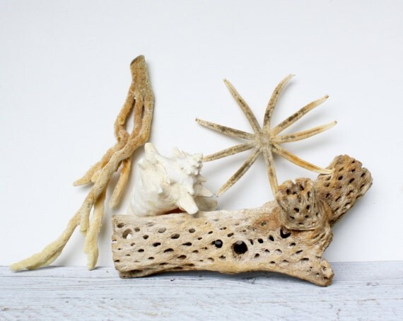 Large Vintage Cholla Cactus Skeleton