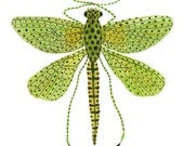 damselfly specimen giclee archival art print
