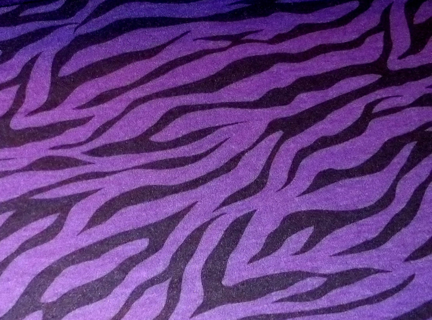 Purple Zebra Images