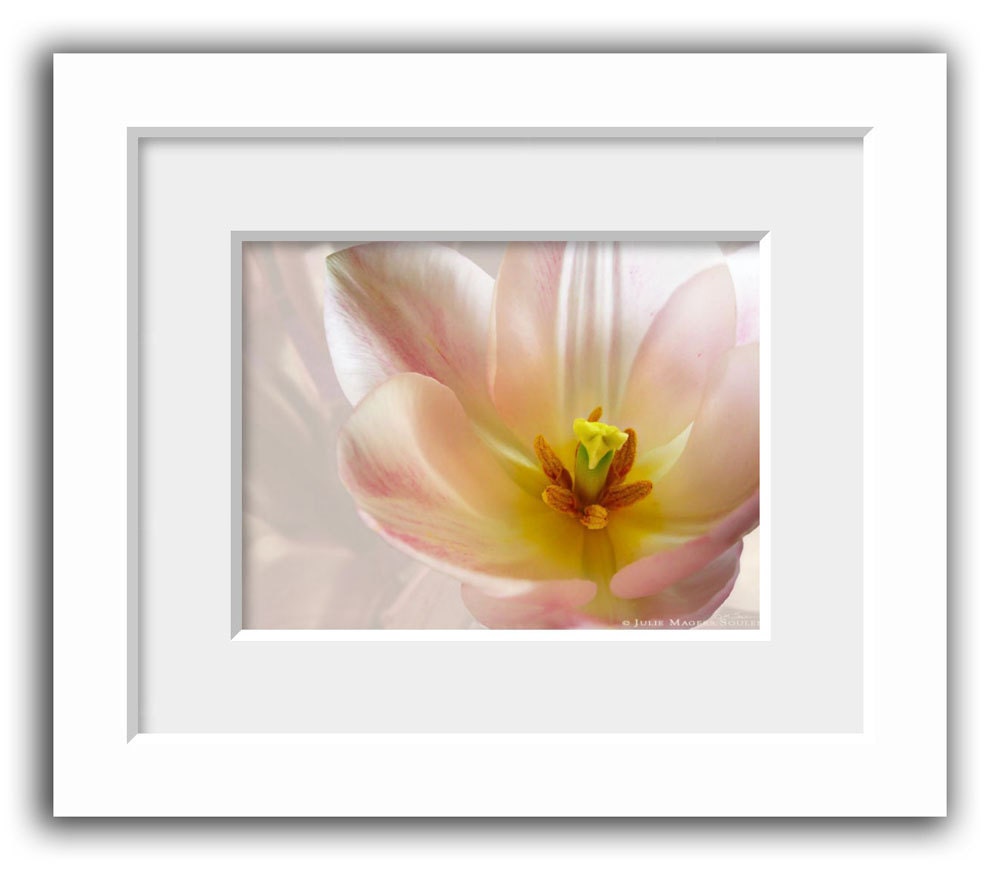 Flower Photography -Pink Tulip -8x10 Print -Home Decor Art -Pale Pink -Spring Flower -Gifts for Her -Colorado Fine Art Photography