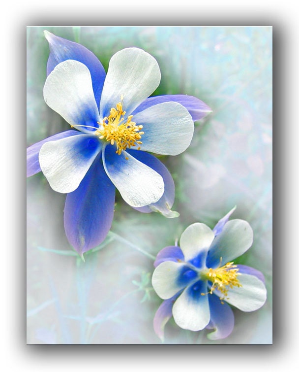Flower Note Card Set -Colorado Cards -Blank Note Card Set -Greeting Card Set -Wildflowers -Birthday Invitation -Blank Card Set of 6
