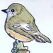 Pied Flycatcher Ink and Watercolor original ACEO