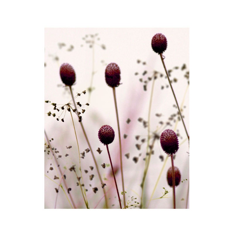 Wildflower Botanical Photograph Raspberry Fields -Dreamy Nature Decor Print