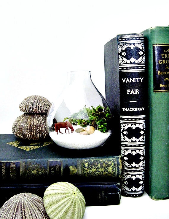 Miniature Wild Horse Terrarium: Horse Lovers Gift for Him in Tear Drop Glass Vase & Live Moss - Black Beauty
