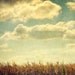 Nature Photography, Landscape, Yellow, Orange, Corn Field, Clouds, Wall Decor, Autumn - Cloud Watching (8x8) - Fine Art Print