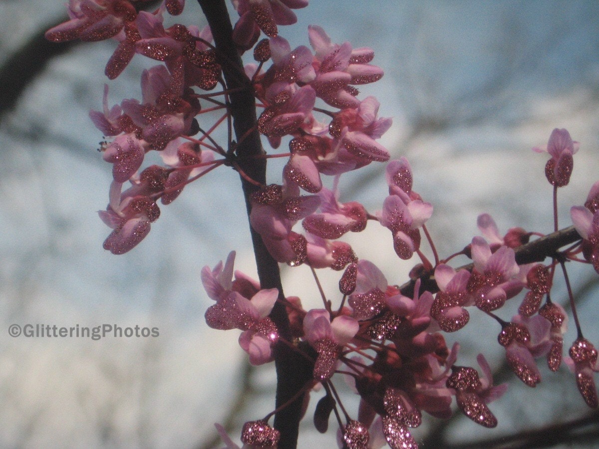 Spring Blooming Redbud Tree Fine Art Photography Print Glossy OOAK