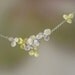 Silver and Gold Hydrangea Cluster Necklace, Wedding Necklace, Hydrangea Necklace, Sterling silver 18k gold
