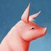 Pig postcard 6-pack