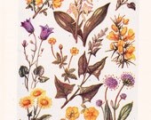1947 Flower Print - Vintage Plant Home Decor Art Illustration for Nature Science Woman Great for Framing